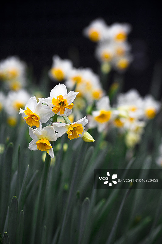 水仙花图片素材