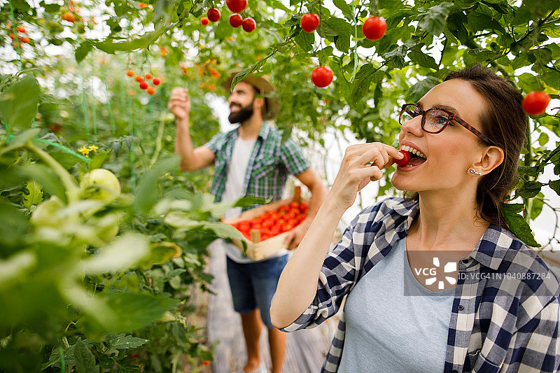 年轻女子在温室里采摘西红柿图片素材