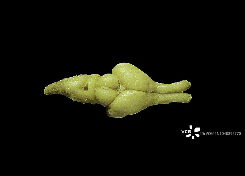 蝰蛇大脑 (Vipera aspis)图片素材