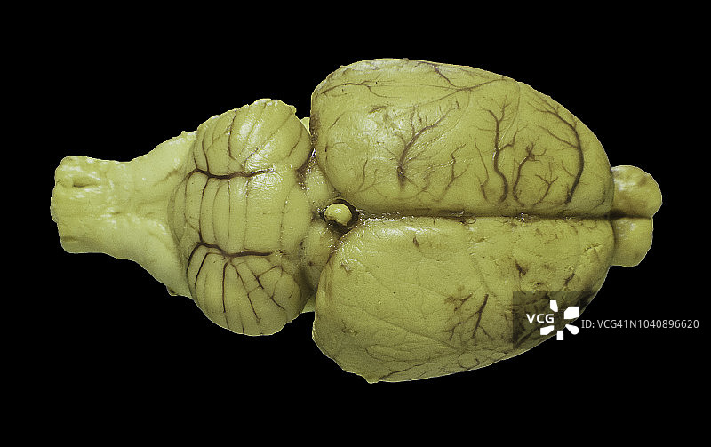 大鼠脑部（褐家鼠）图片素材