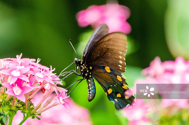 玉带凤蝶在野花上采蜜图片素材