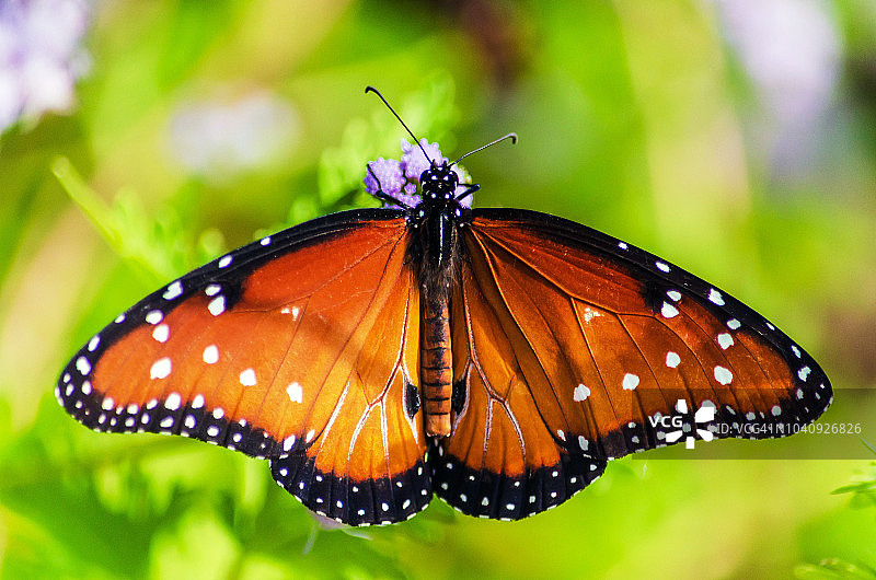热带蝴蝶采蜜图片素材
