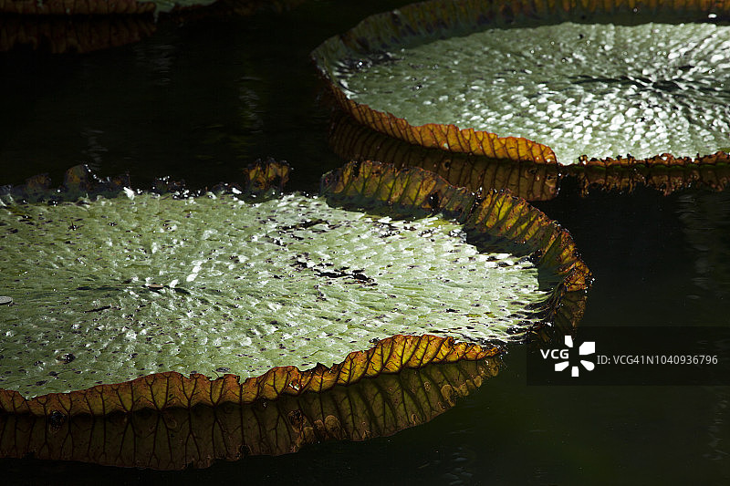 亚马逊巨型睡莲图片素材