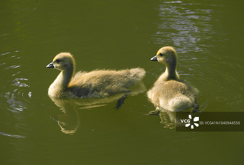 小加拿大鹅图片素材