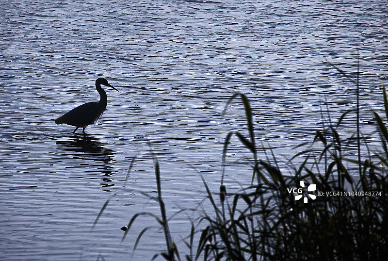 黄昏时分的大白鹭图片素材