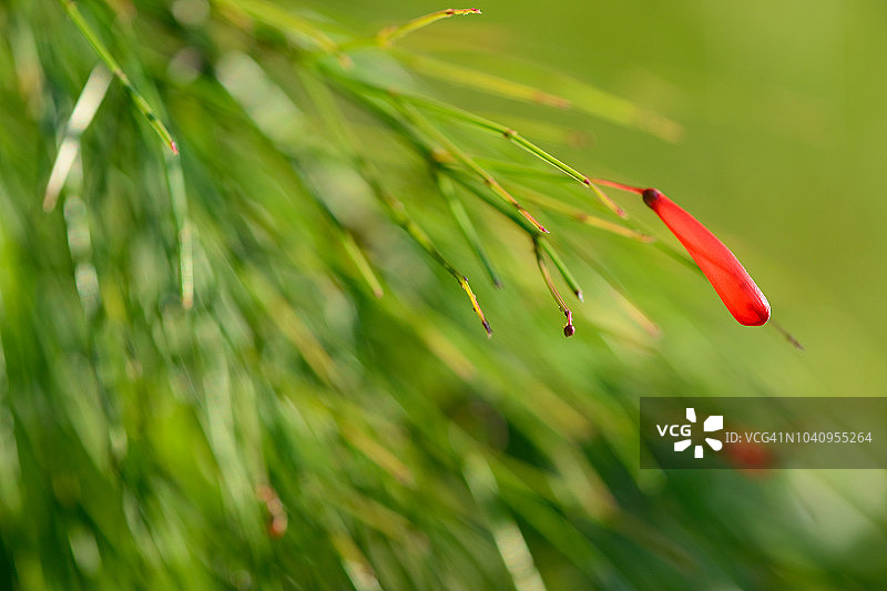 小型珊瑚植物图片素材