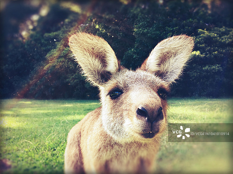 好奇的袋鼠特写图片素材