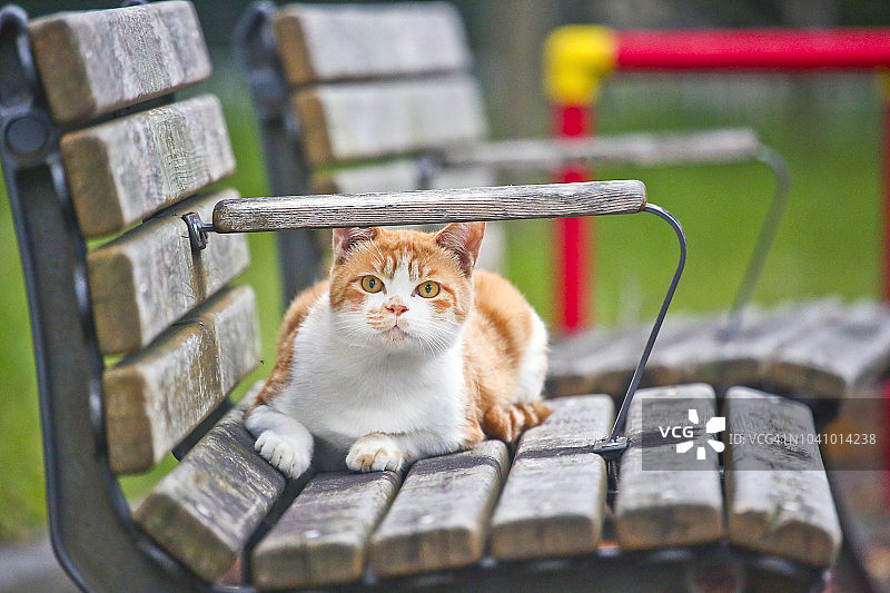 猫在公园的长椅上图片素材