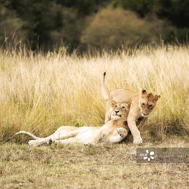 在马赛马拉嬉戏的小狮子图片素材