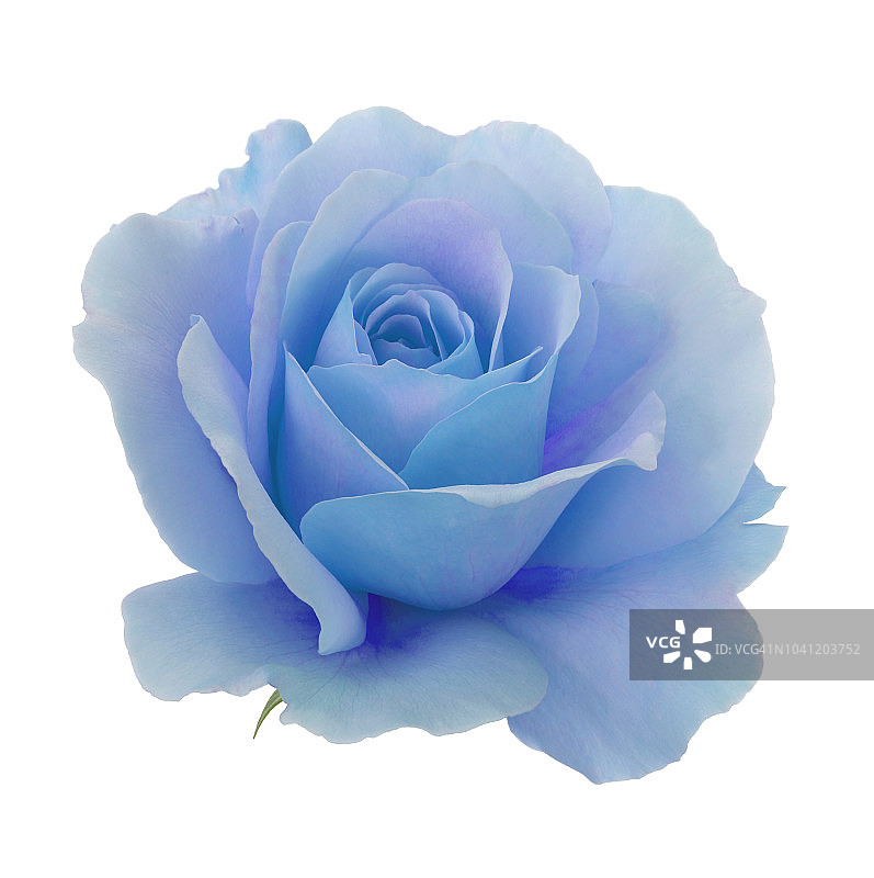 白色方块上蓝色和紫色玫瑰特写图片素材