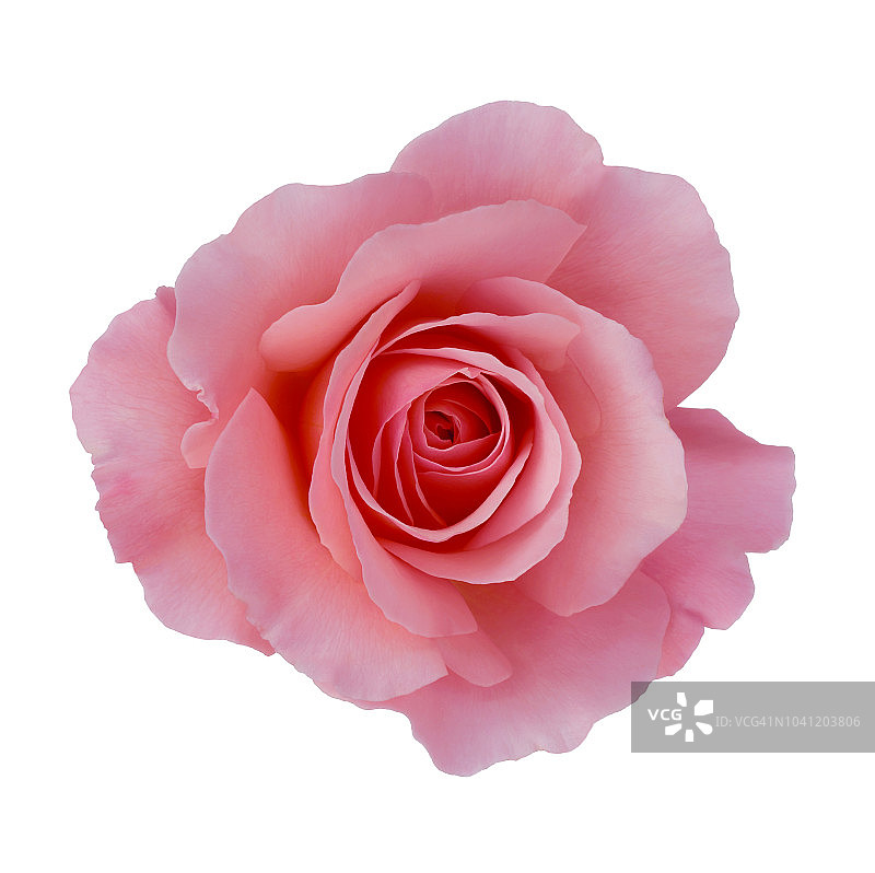 白色背景上的‘祝贺’玫瑰花特写图片素材