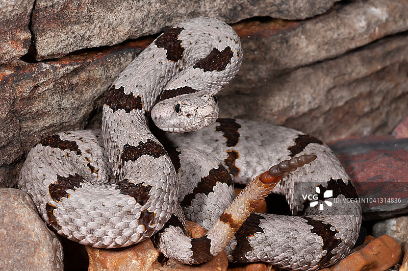 带状岩石响尾蛇图片素材