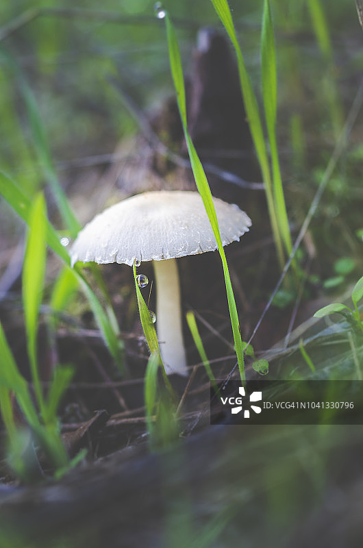 森林中的蘑菇图片素材