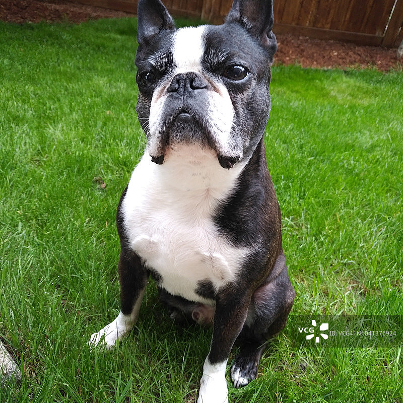 草地上的波士顿梗犬图片素材