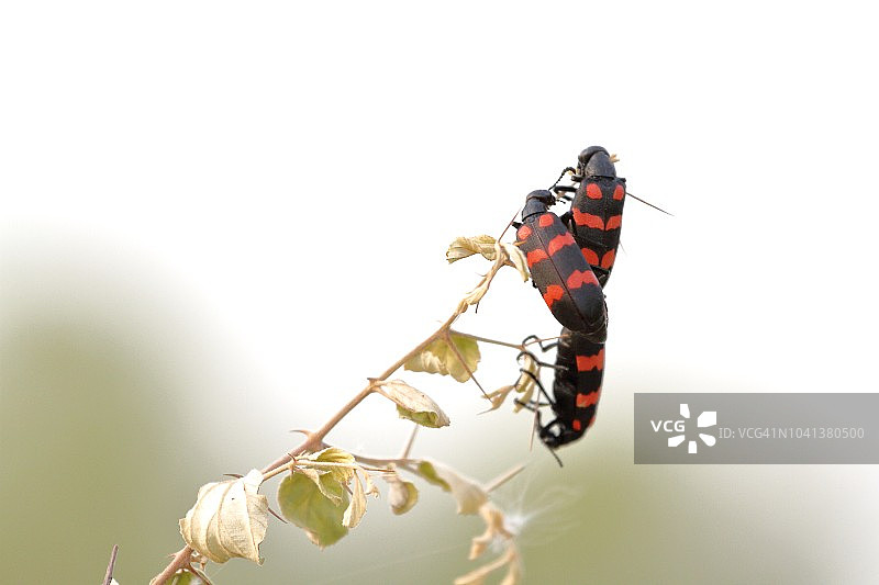 干燥茎上的水疱甲虫交配图片素材