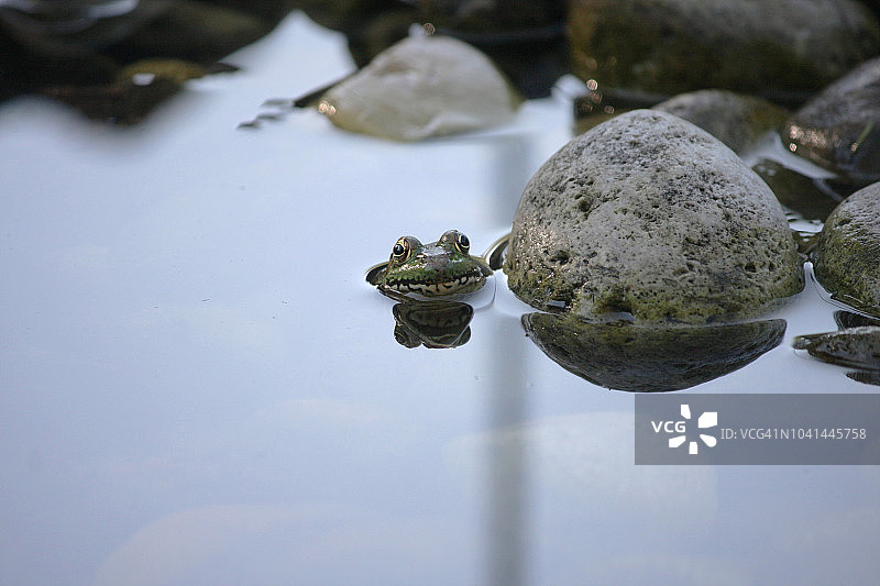 水下的牛蛙图片素材