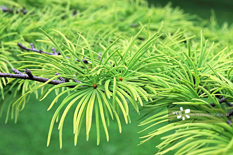 金钱松叶子特写图片素材
