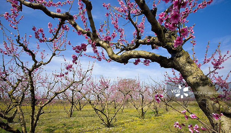果园里盛开的樱花树图片素材