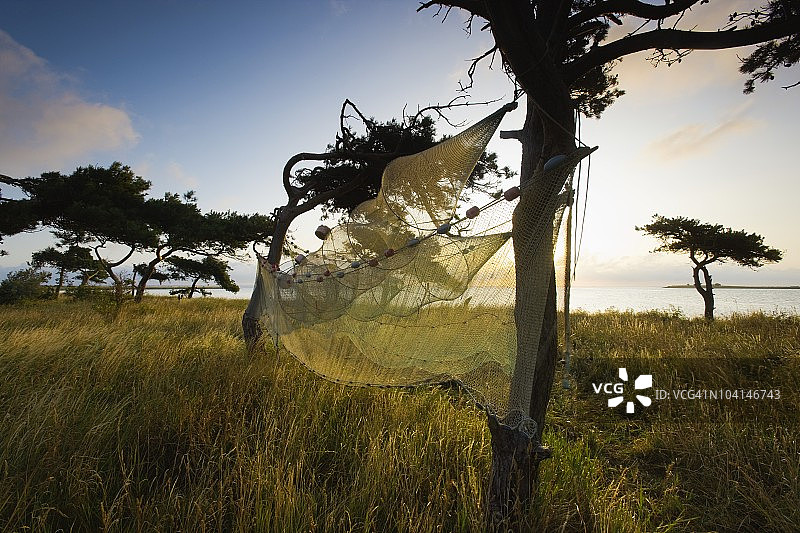 晾晒在树上的渔网图片素材