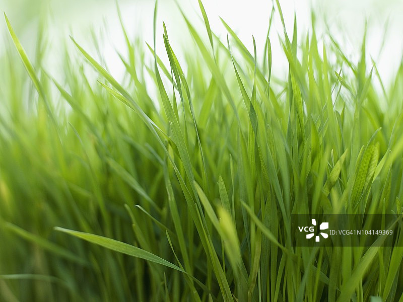 新鲜柠檬草图片素材