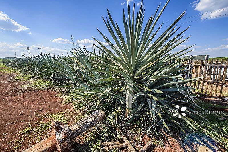 墨西哥玛雅遗址前的剑麻植物图片素材