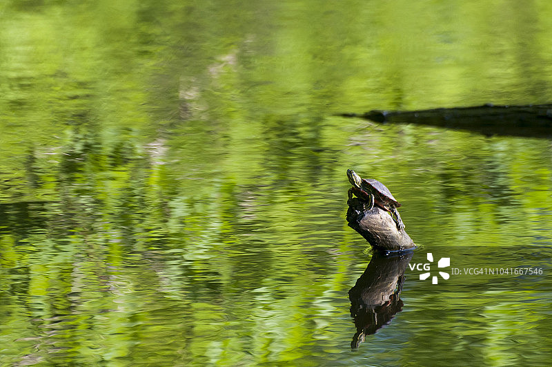 西部彩龟：红耳彩龟坐在公园的木头上图片素材