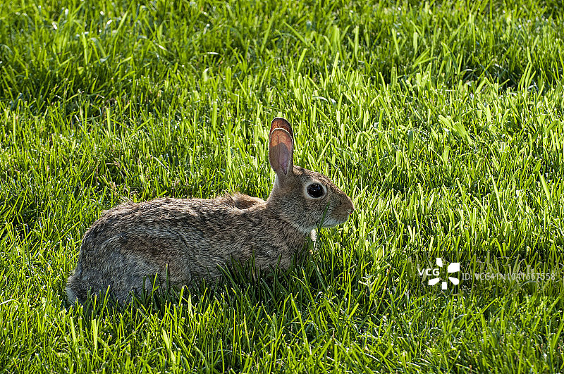 草地上的棉尾兔图片素材