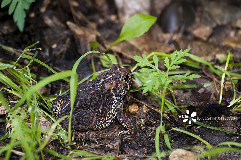 坐在森林地面的美洲蟾蜍图片素材
