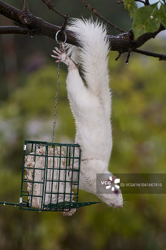 东部灰松鼠：独特的毛色由白化病引起图片素材