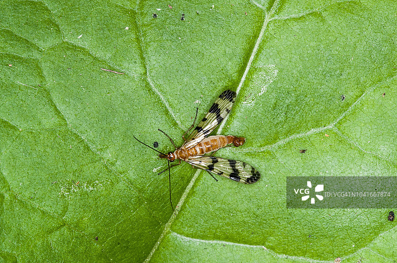 雄性蝎蛉在森林的叶子上吸食液体。图片素材