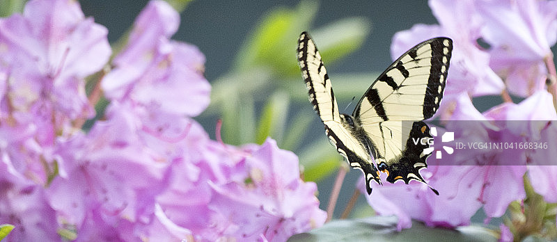 燕尾蝶与杜鹃花图片素材
