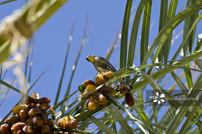 加利福尼亚州特科帕的中国牧场枣椰树农场，奥杜邦莺图片素材