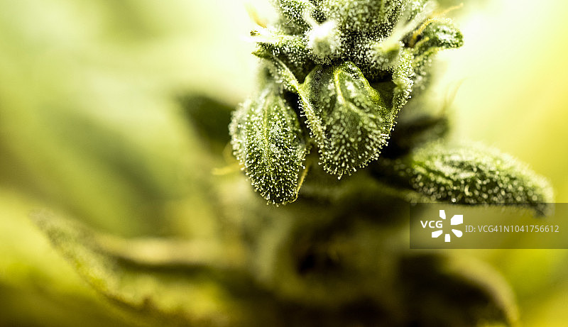 医用大麻植物特写图片素材