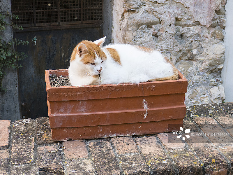 坐在花盆里的猫；来自意大利利古里亚圣雷莫旧照，九月图片素材