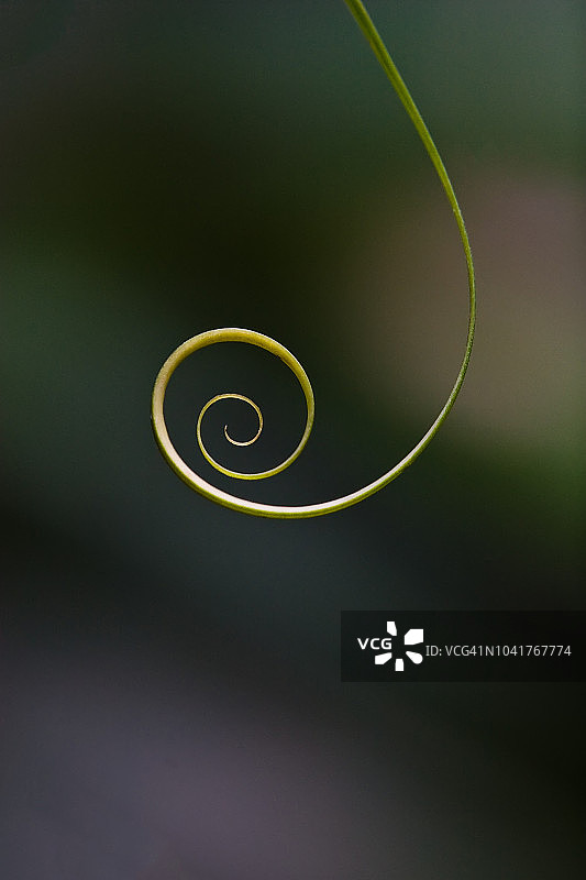 卷曲的葡萄藤末梢图片素材