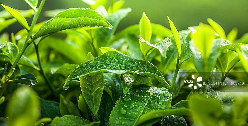 新鲜茶叶图片素材