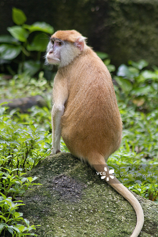赤猴图片素材