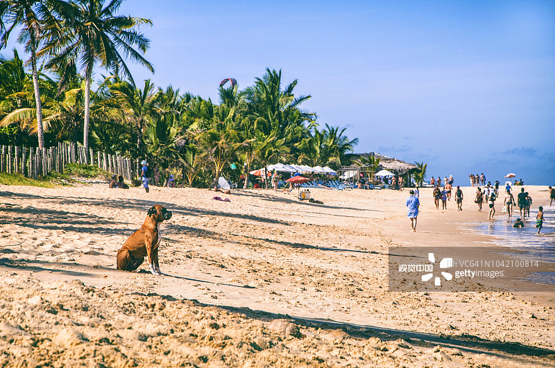 小狗坐在巴西特兰科索海滩的海边图片素材