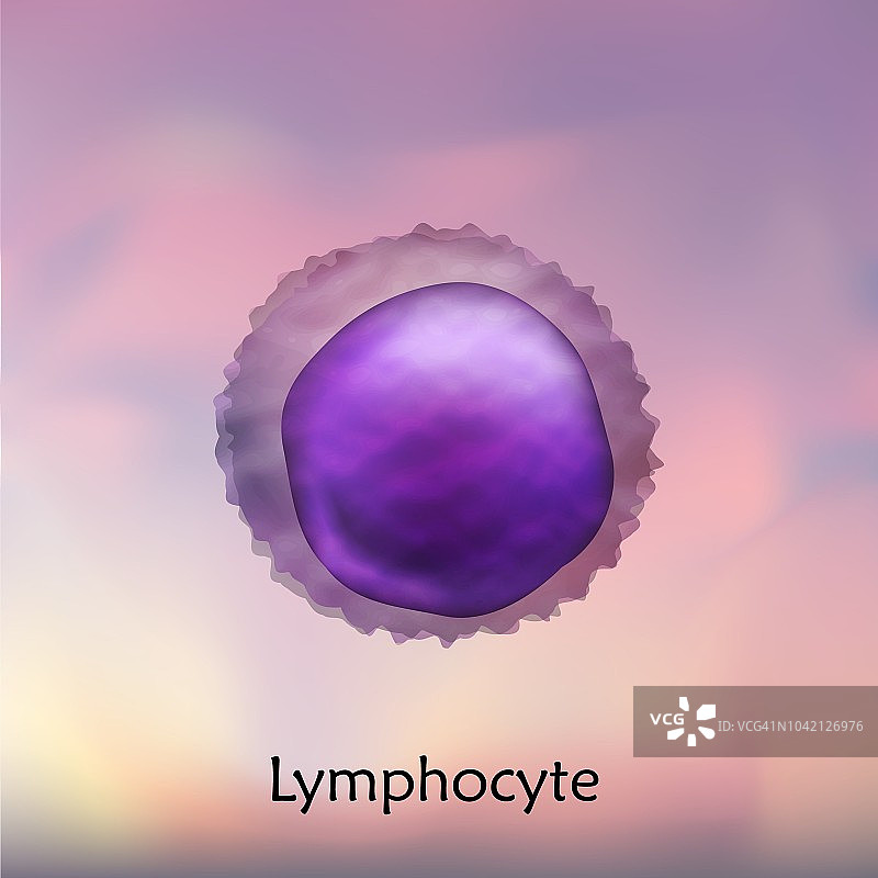 淋巴细胞白细胞插图图片素材