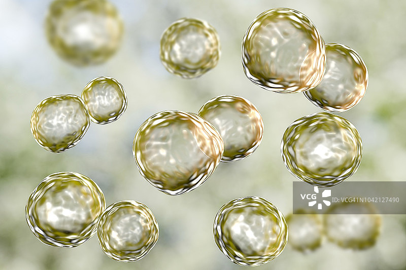 芽生菌真菌插图图片素材