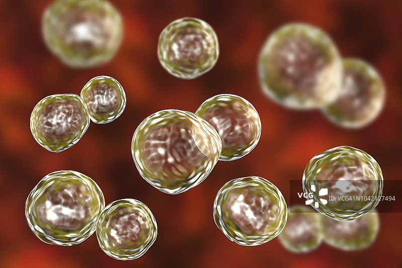 芽生菌真菌插图图片素材