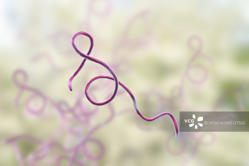 莱姆病菌示意图图片素材