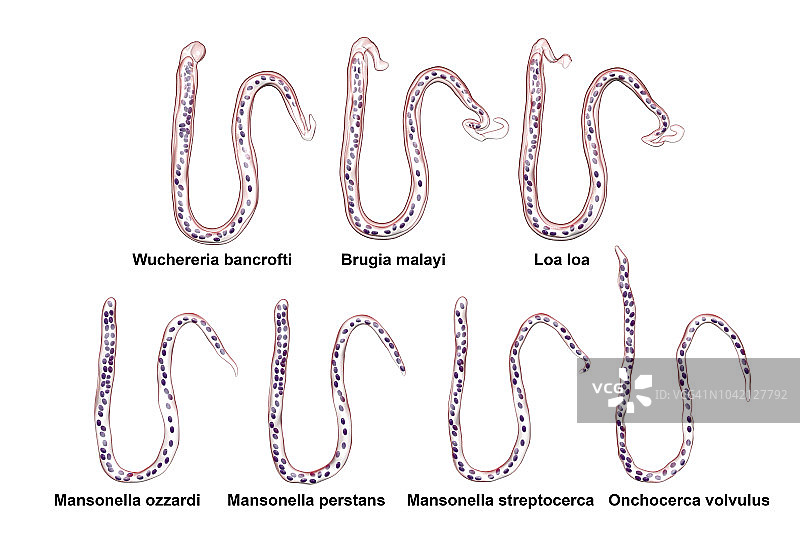 微丝蚴形态比较插图图片素材