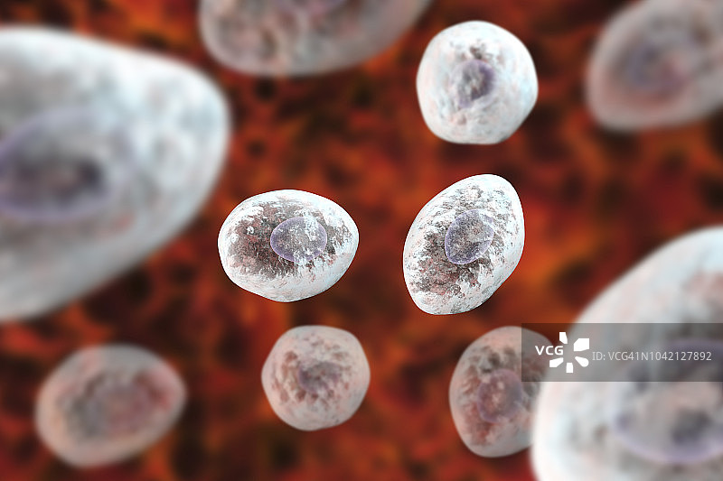 肺孢子菌真菌插图图片素材