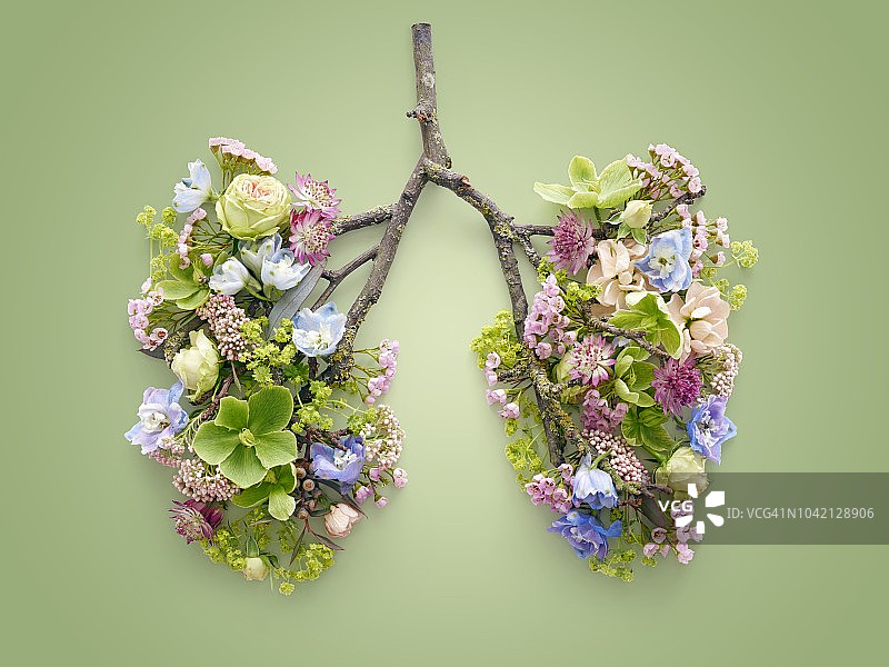 代表人类肺部的春季花卉图片素材