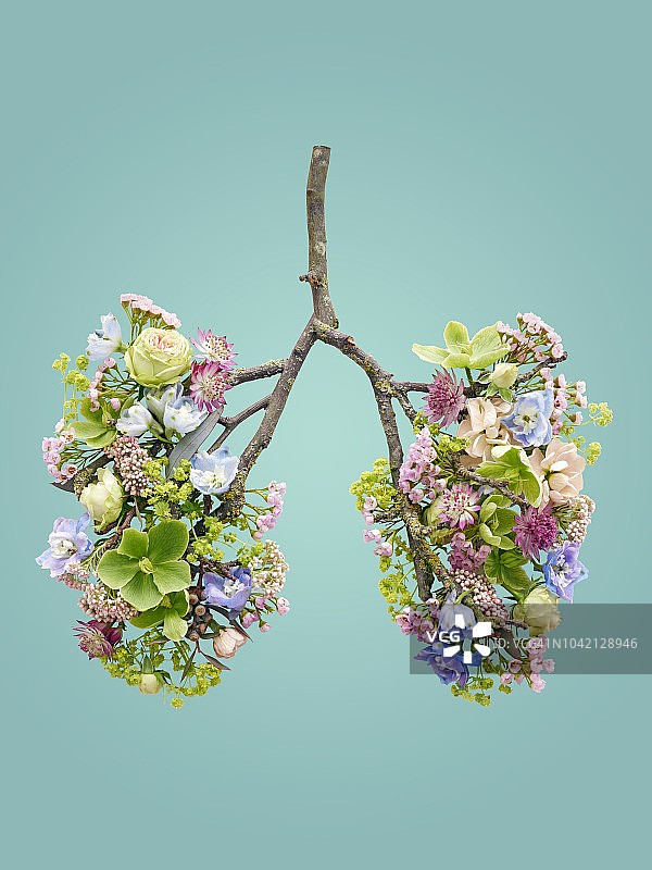 代表人类肺部的春季花卉图片素材