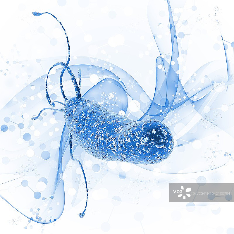 幽门螺杆菌示意图图片素材