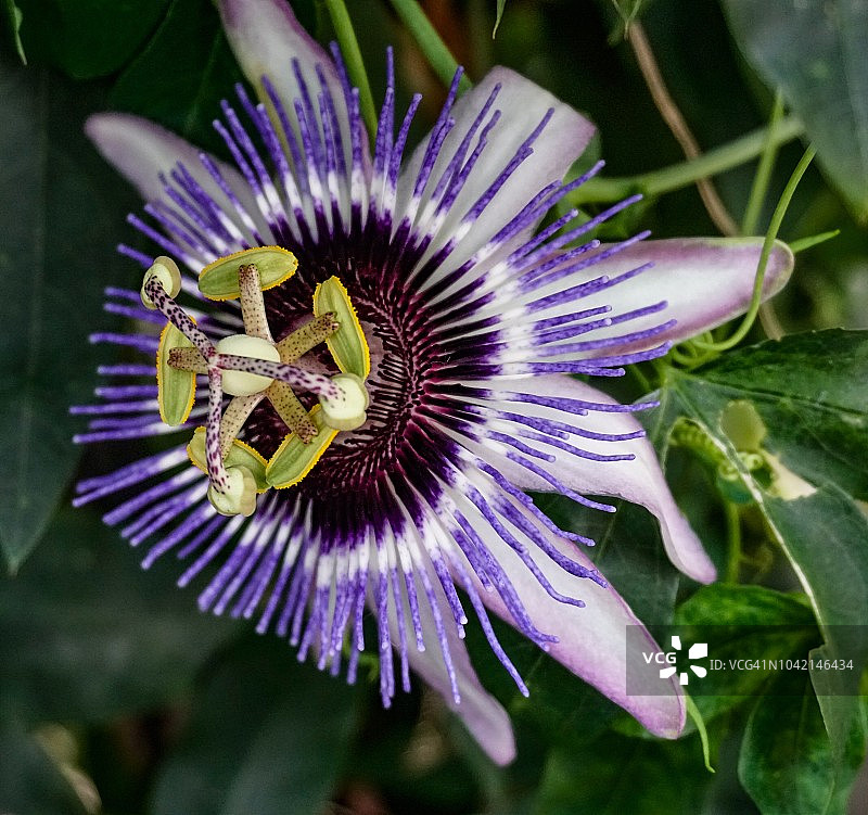 紫色西番莲图片素材