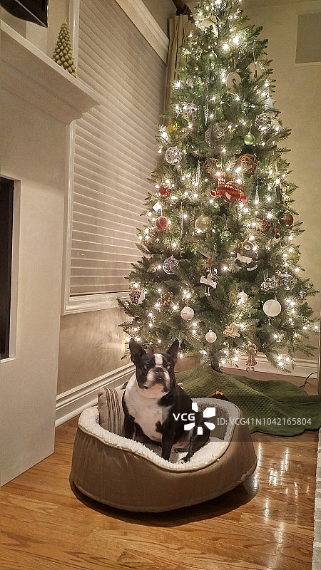 圣诞树前床上上的波士顿梗图片素材