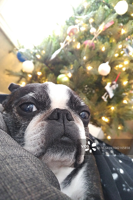 圣诞树前床上上的波士顿梗图片素材